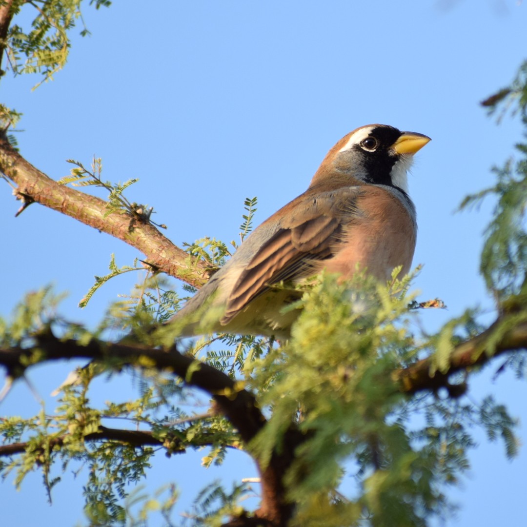 Many-colored Chaco Finch - ML620146319