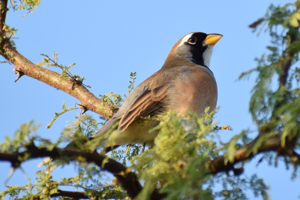 Many-colored Chaco Finch - ML620146320