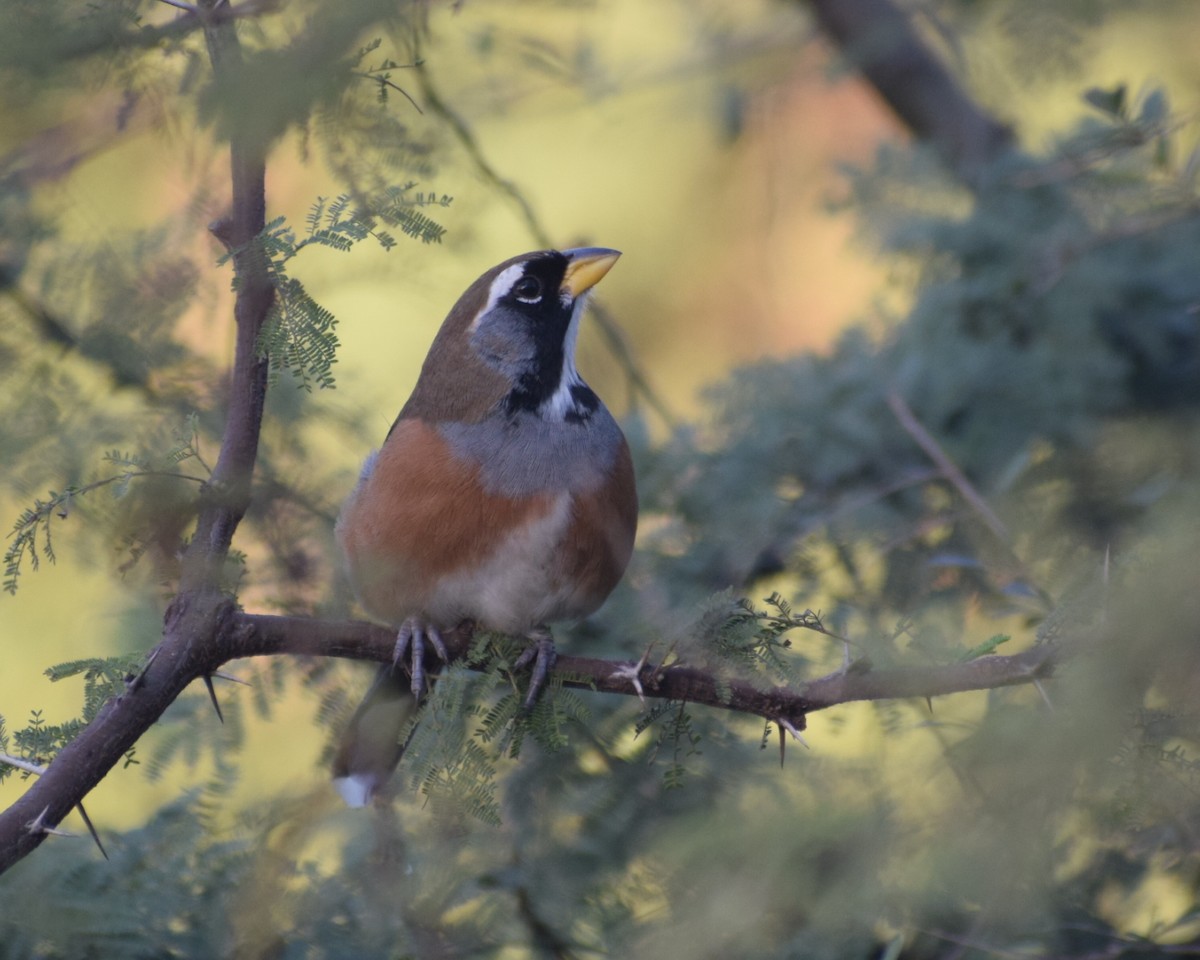 Many-colored Chaco Finch - Sebastian Gomez