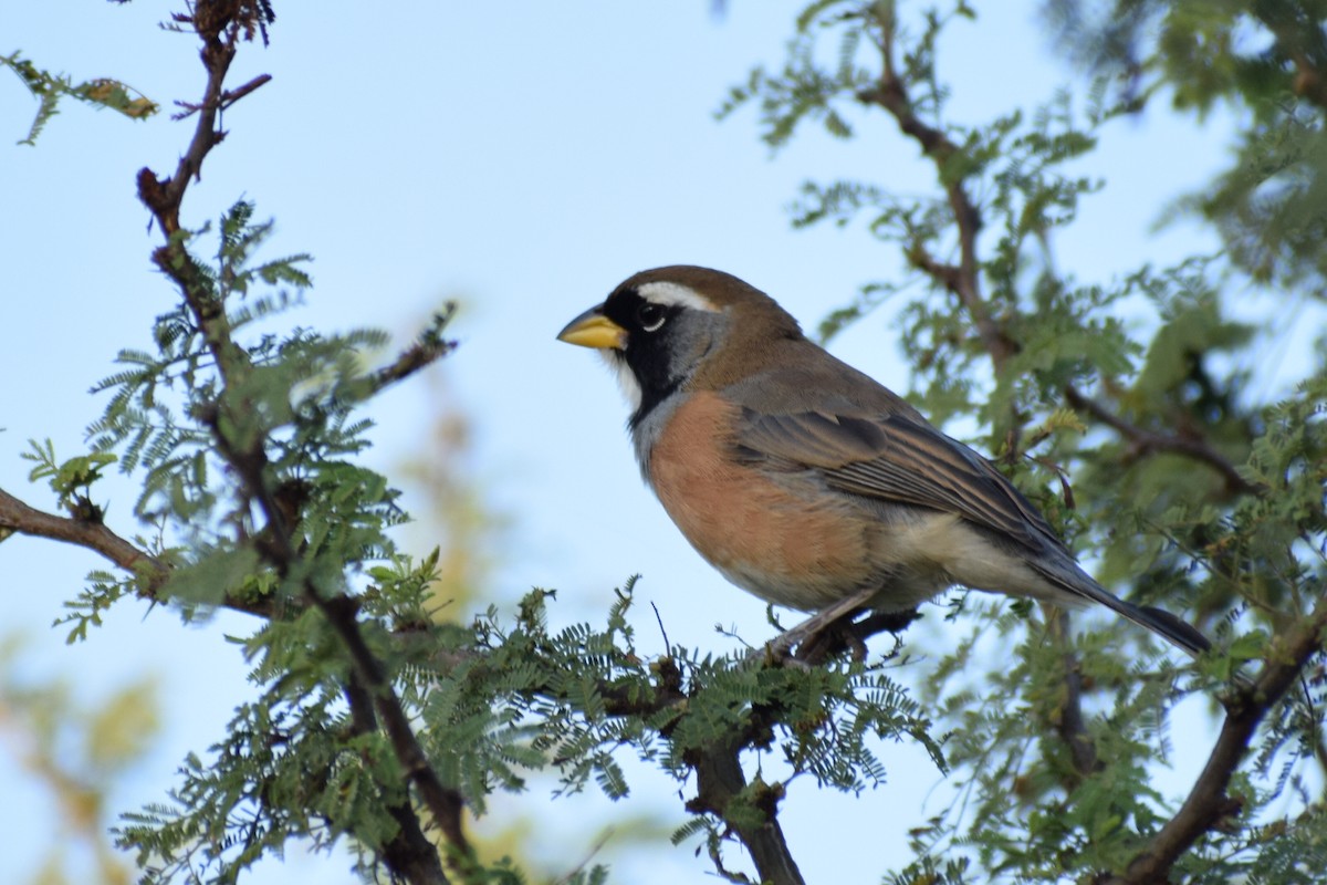 Many-colored Chaco Finch - ML620146323