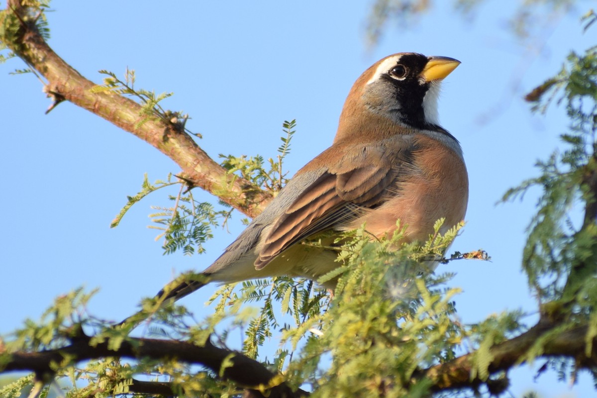 Many-colored Chaco Finch - ML620146324