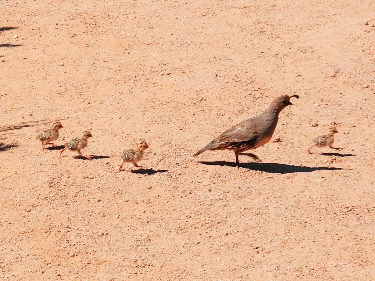 Gambel's Quail - ML620146329