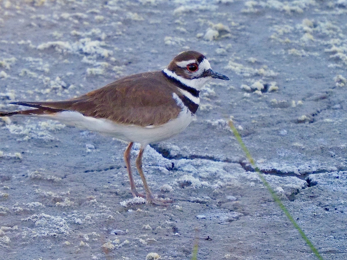 Killdeer - ML620146332