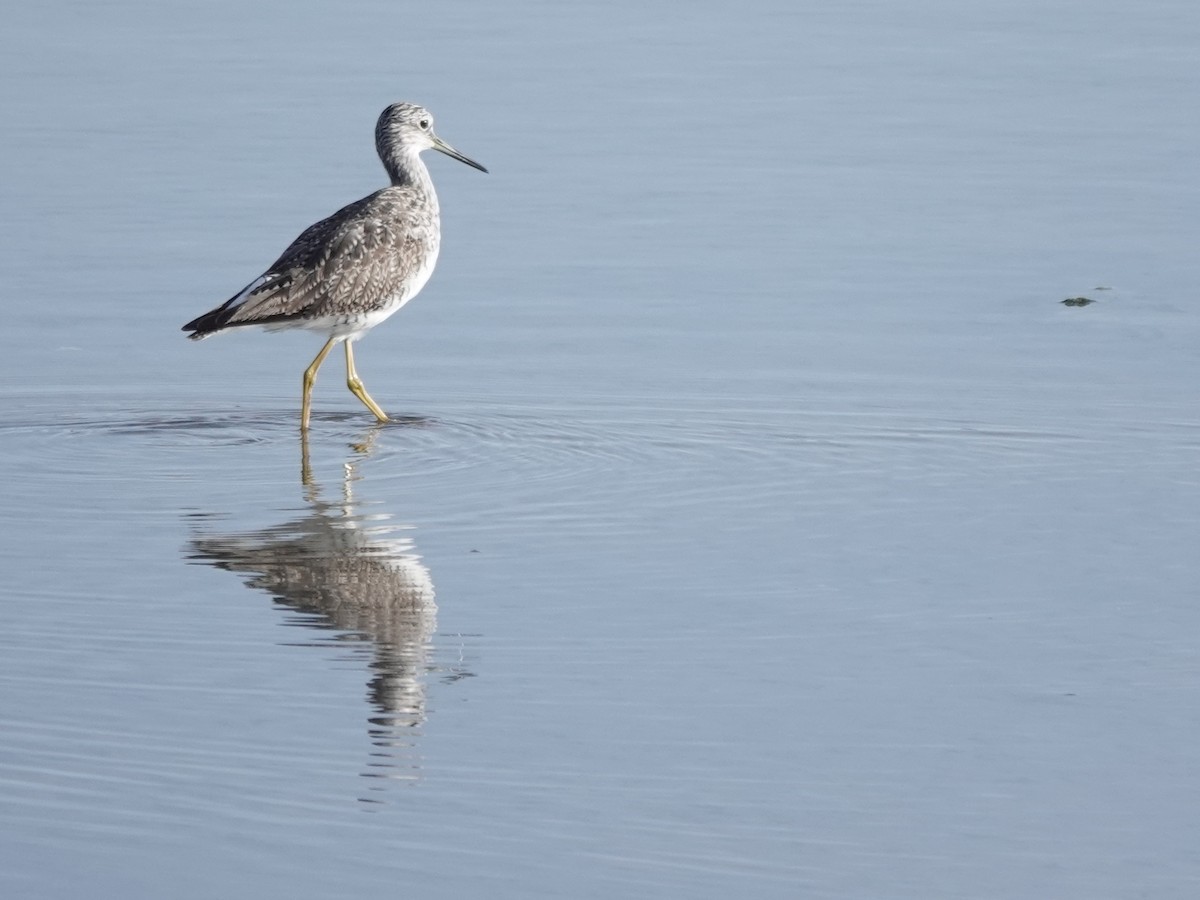 Greater Yellowlegs - ML620146334