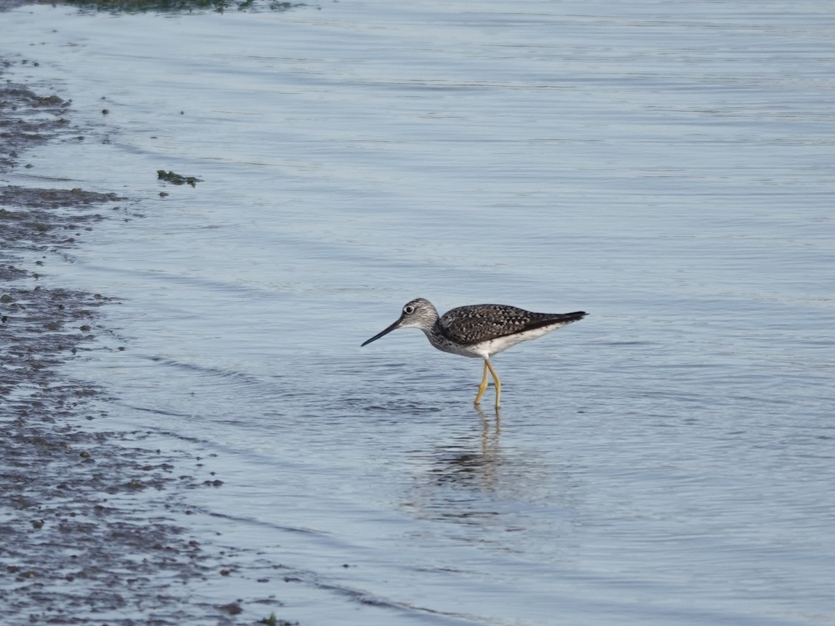 Greater Yellowlegs - ML620146335