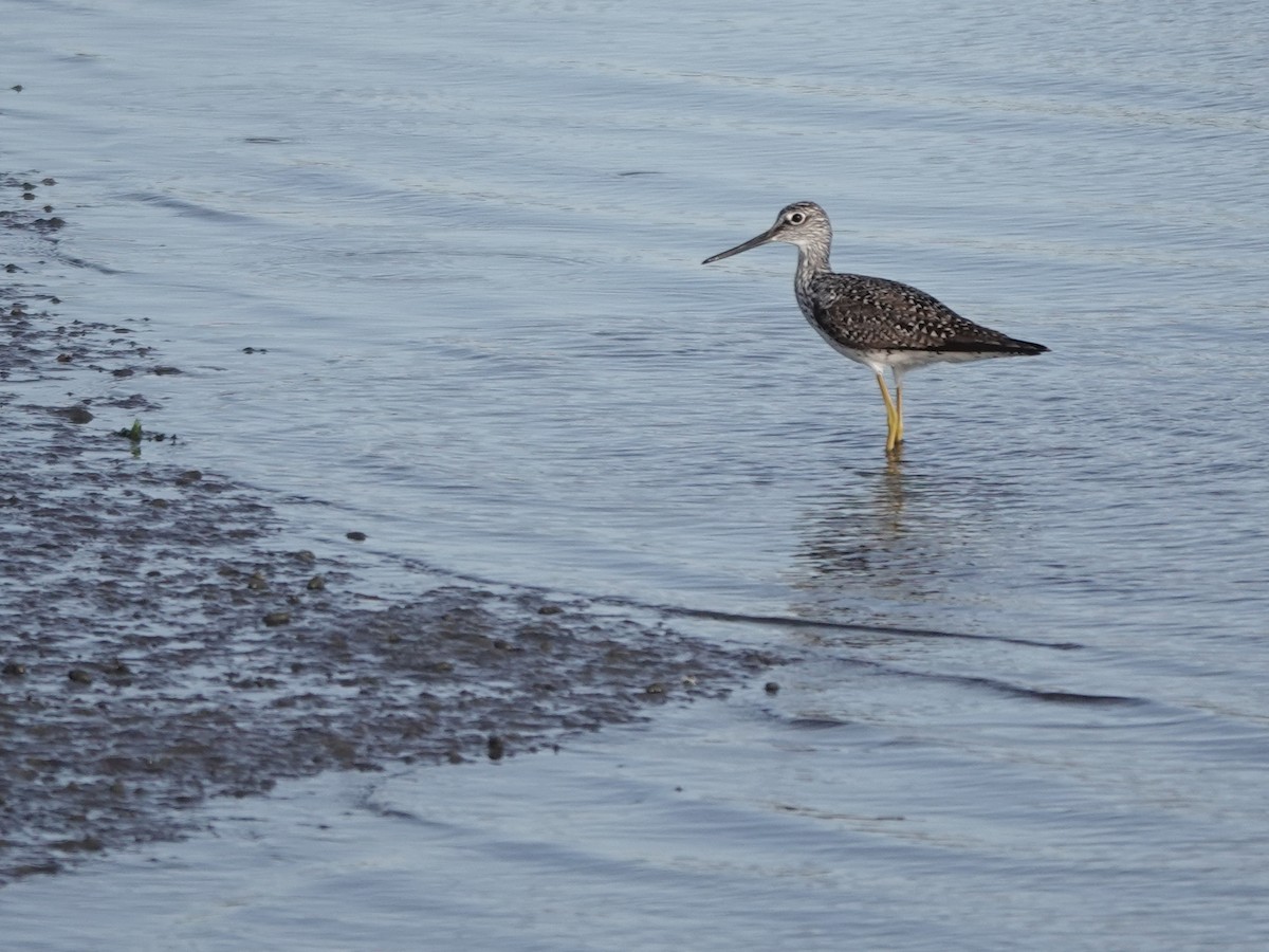 Greater Yellowlegs - ML620146336