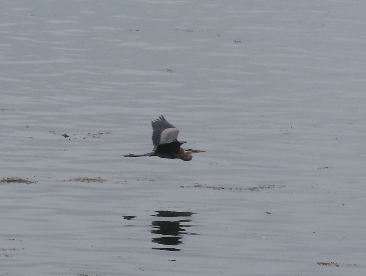 Great Blue Heron (Great Blue) - ML620146350