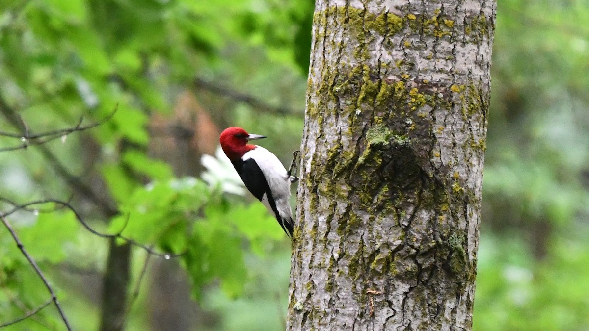 Red-headed Woodpecker - ML620146352