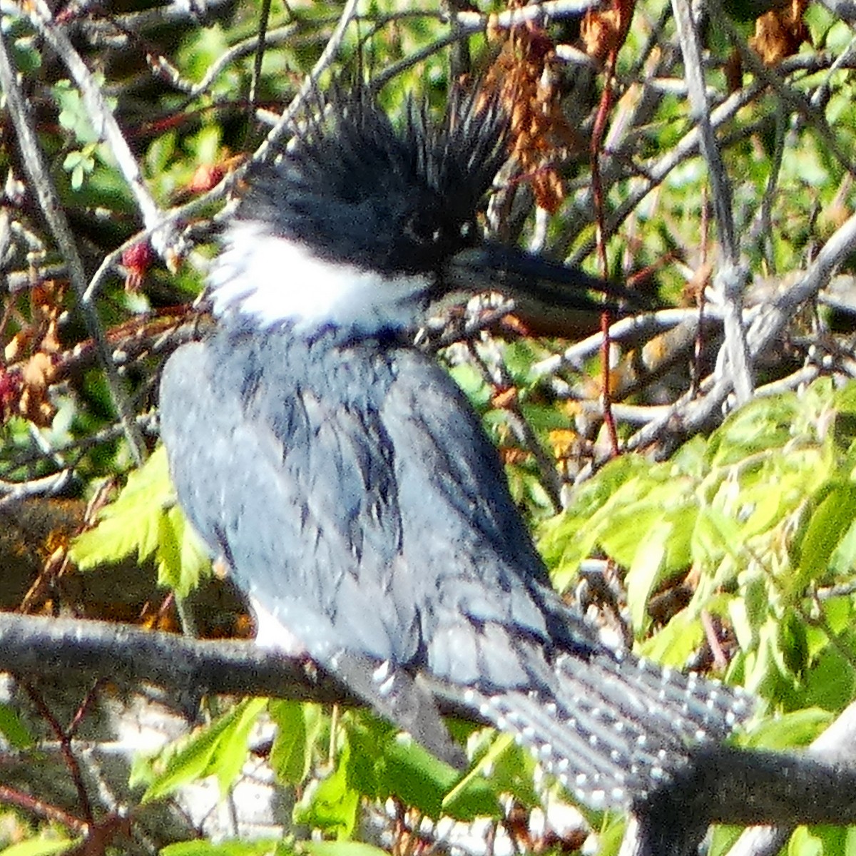 Belted Kingfisher - ML620146354