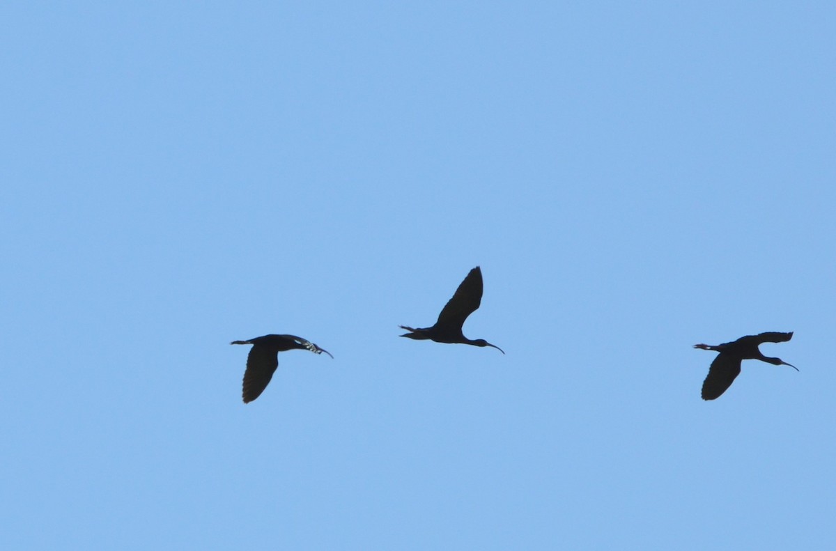 White-faced Ibis - ML620146355