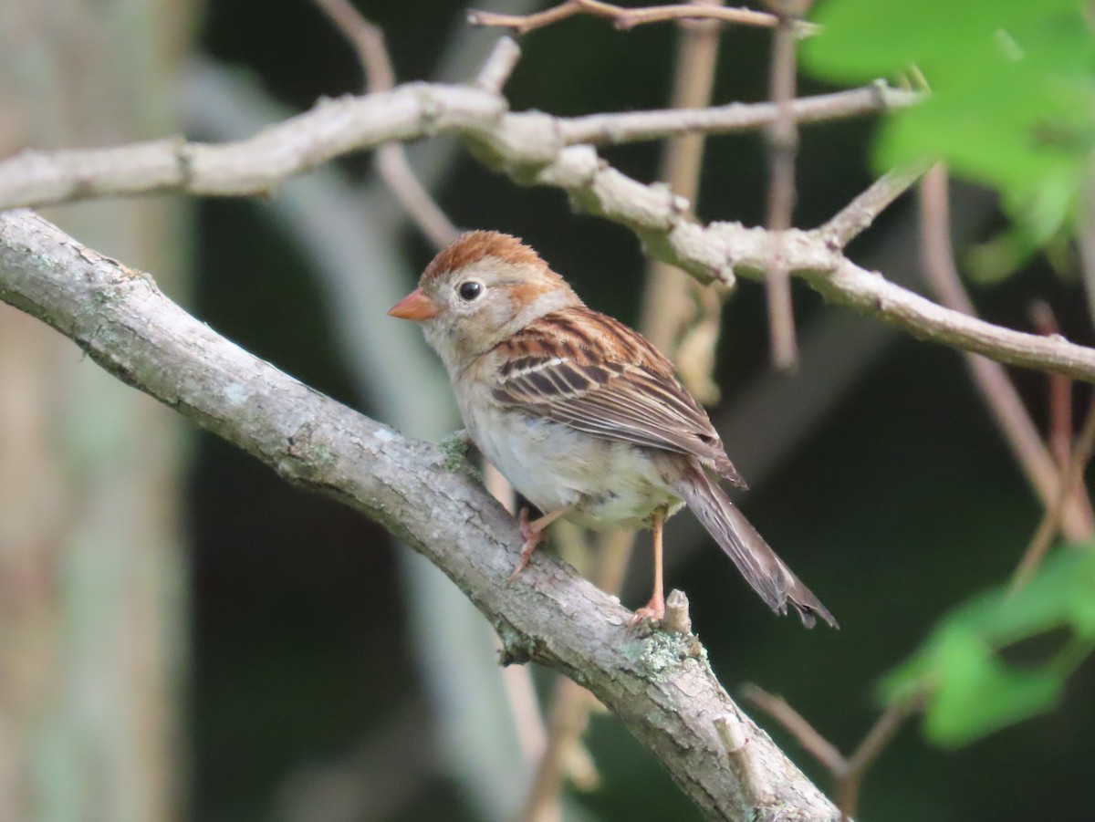 Field Sparrow - ML620146356