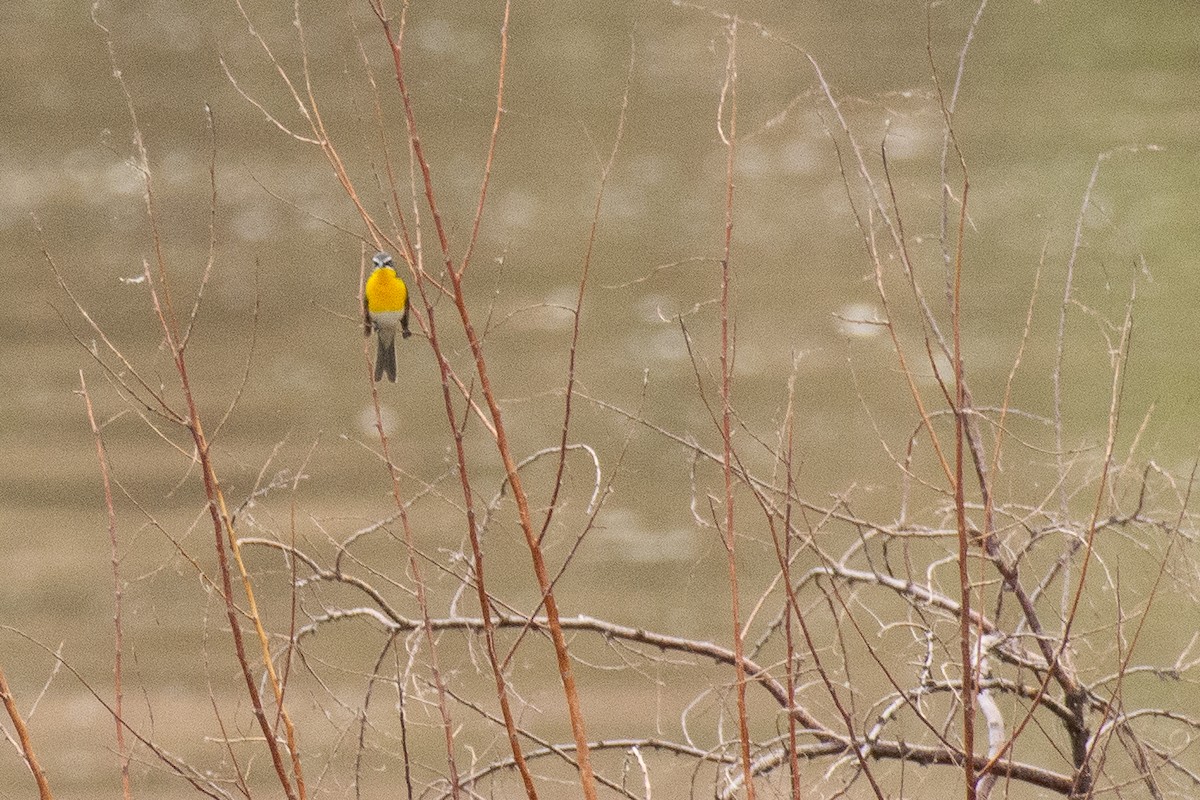 Yellow-breasted Chat - ML620146378