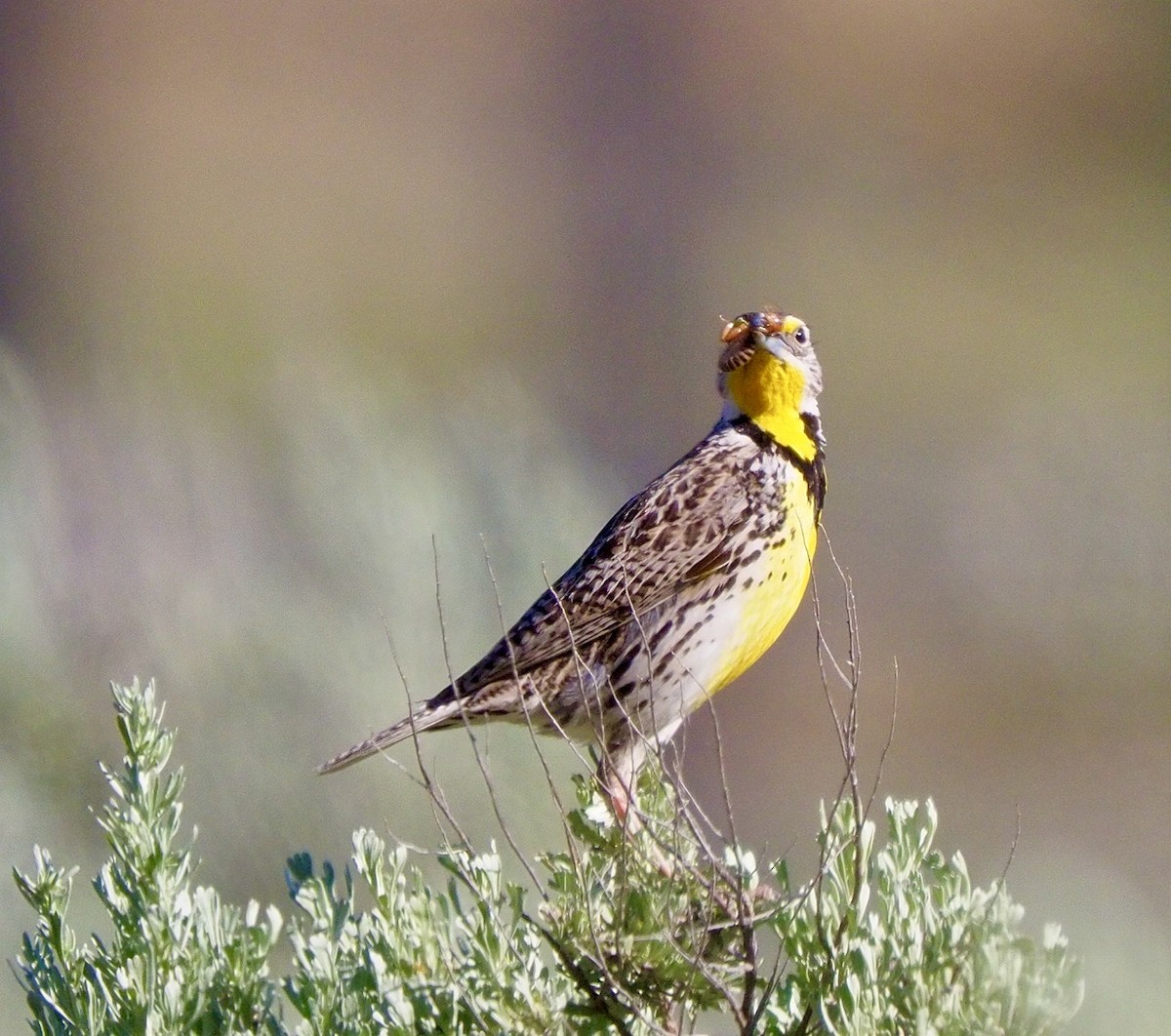 Western Meadowlark - ML620146379