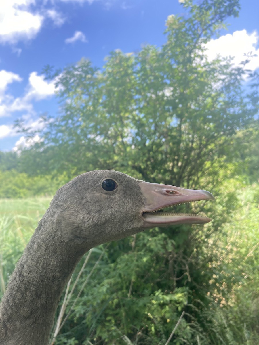 Graylag Goose - Tomáš  Oplocký