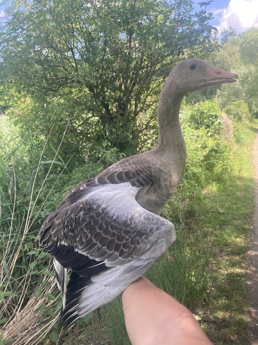 Graylag Goose - ML620146387