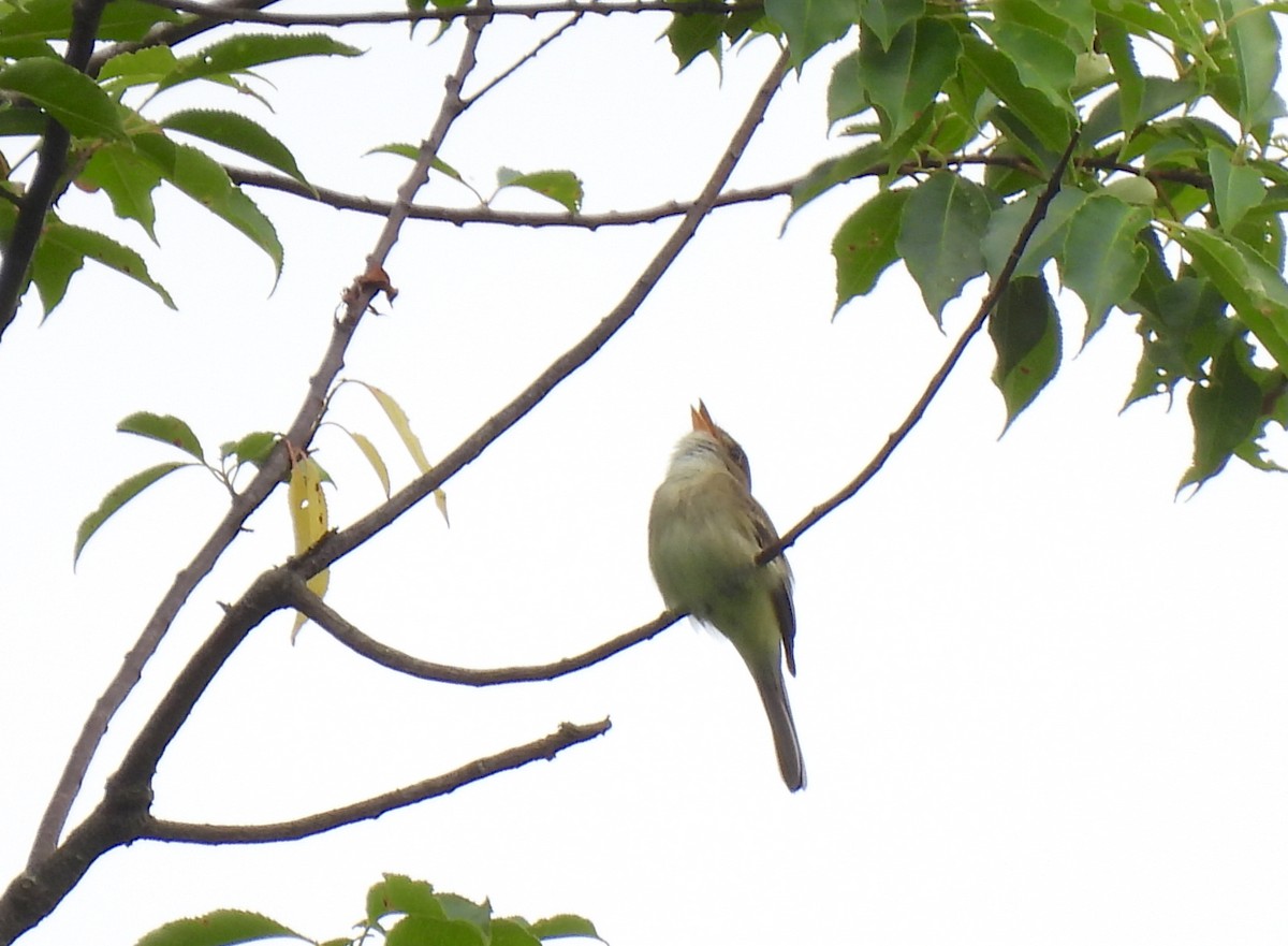 Alder Flycatcher - ML620146406