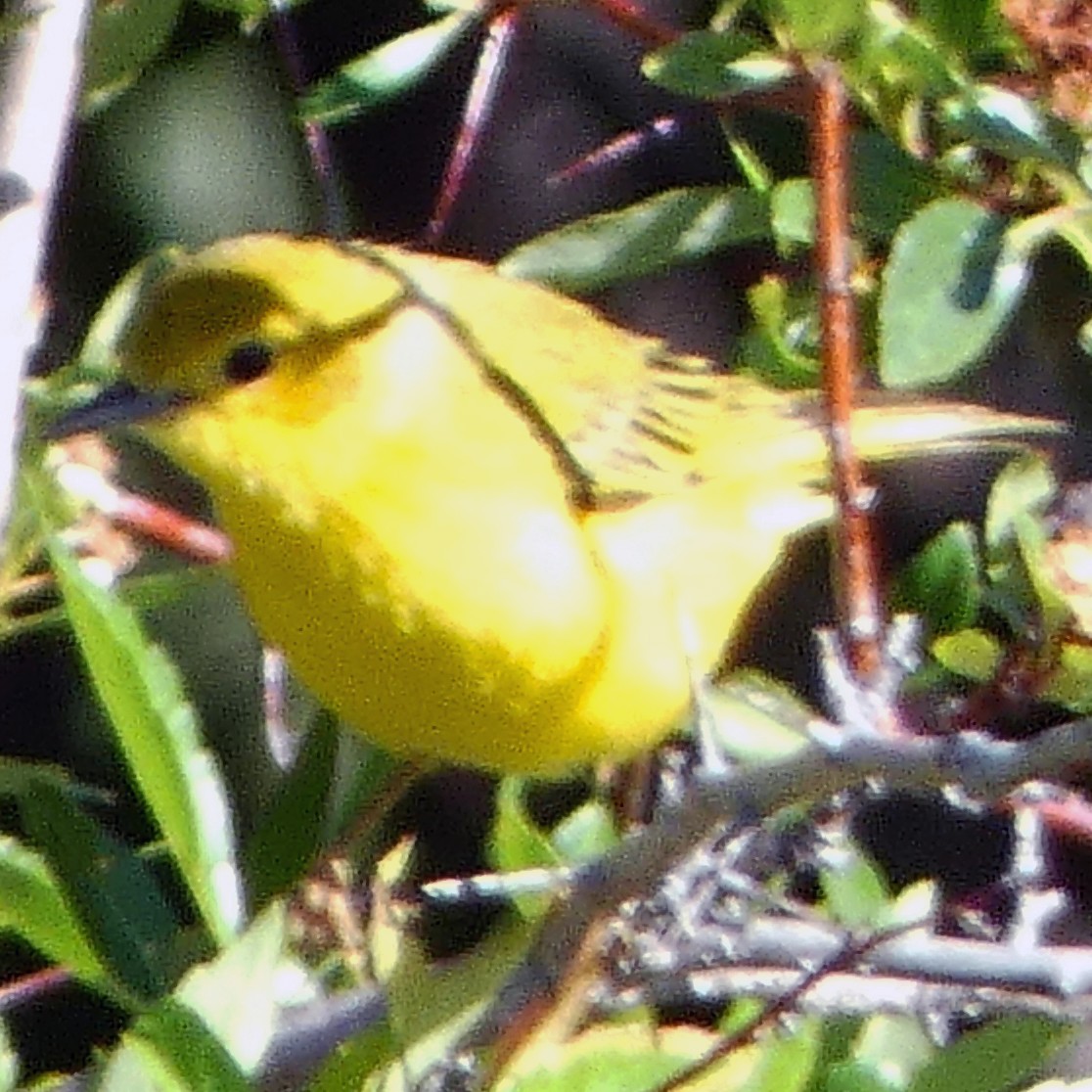 Paruline jaune - ML620146408