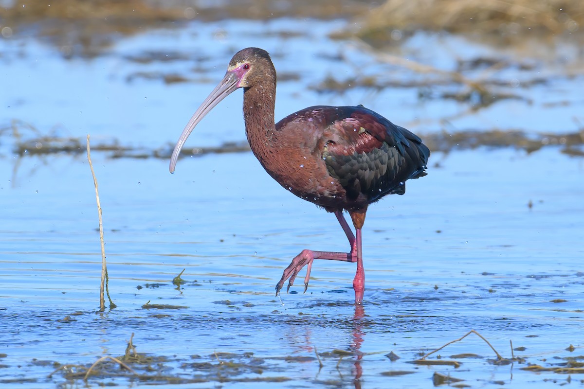 White-faced Ibis - ML620146462