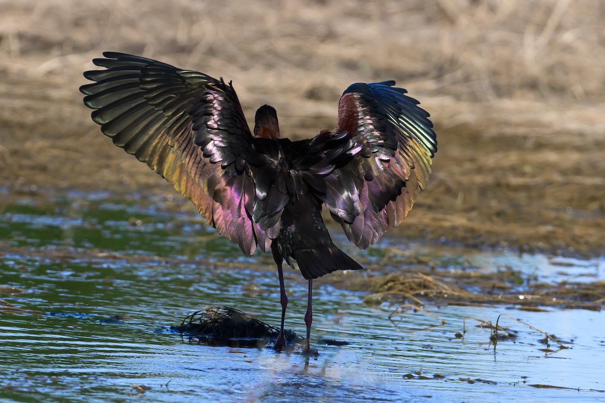 White-faced Ibis - ML620146465