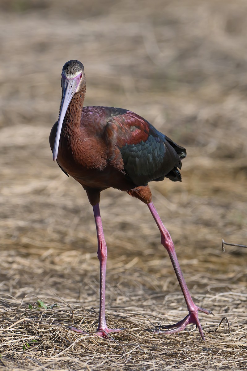 White-faced Ibis - ML620146466