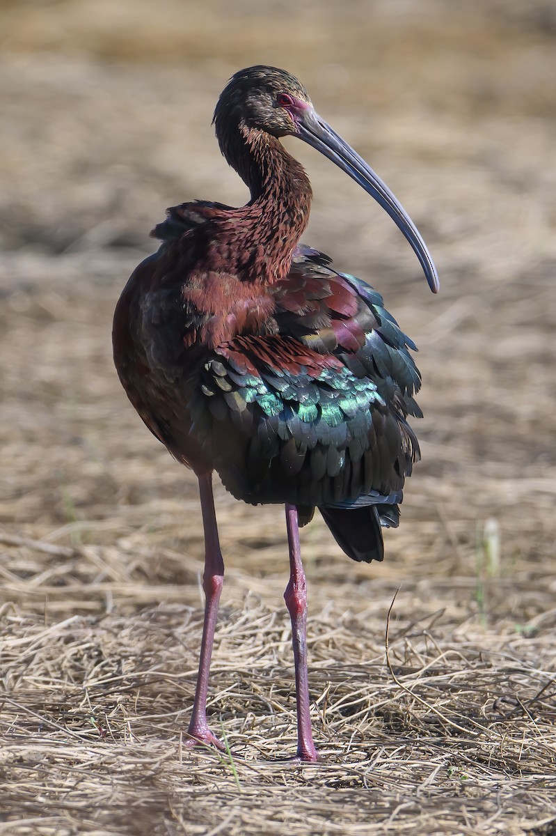 ibis americký - ML620146468
