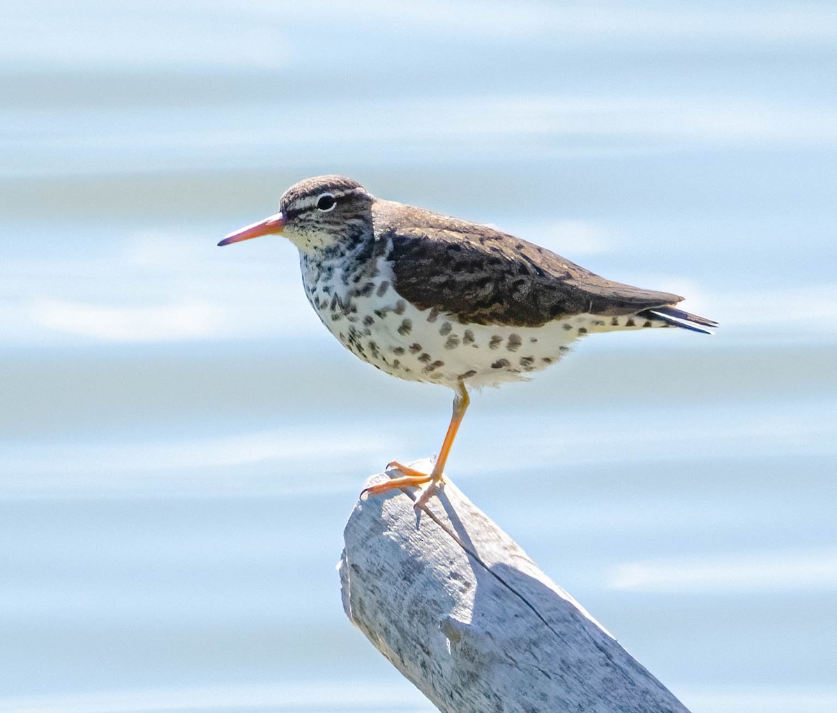 Spotted Sandpiper - ML620146471