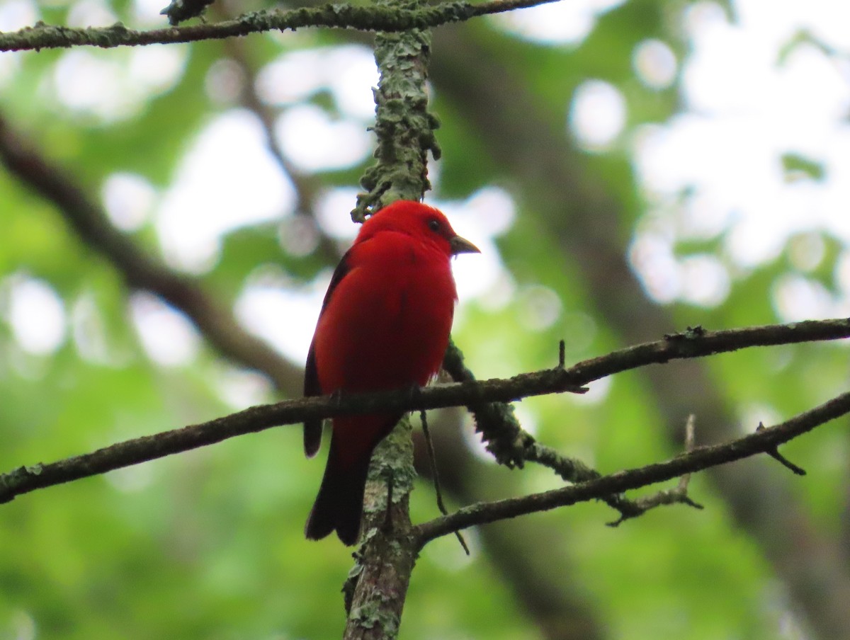 Scarlet Tanager - ML620146474