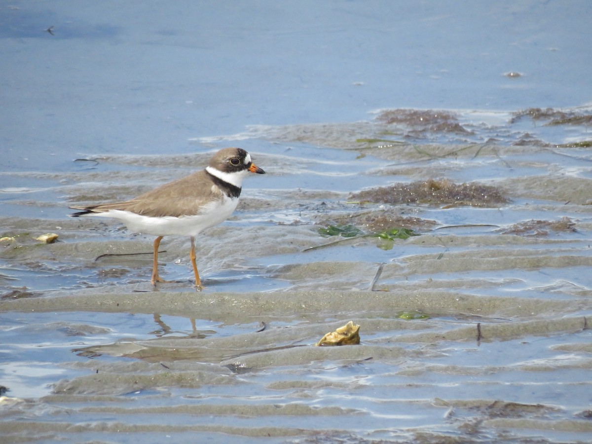 Semipalmated Plover - ML620146478