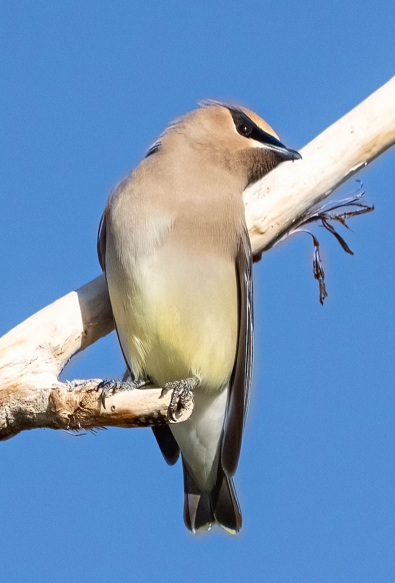 Cedar Waxwing - ML620146479