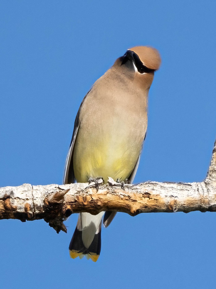 Cedar Waxwing - ML620146480