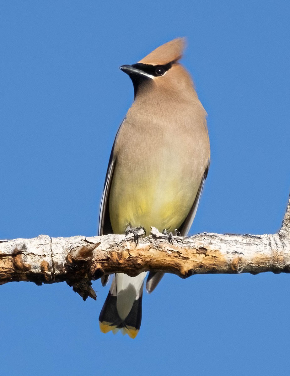 Cedar Waxwing - ML620146481