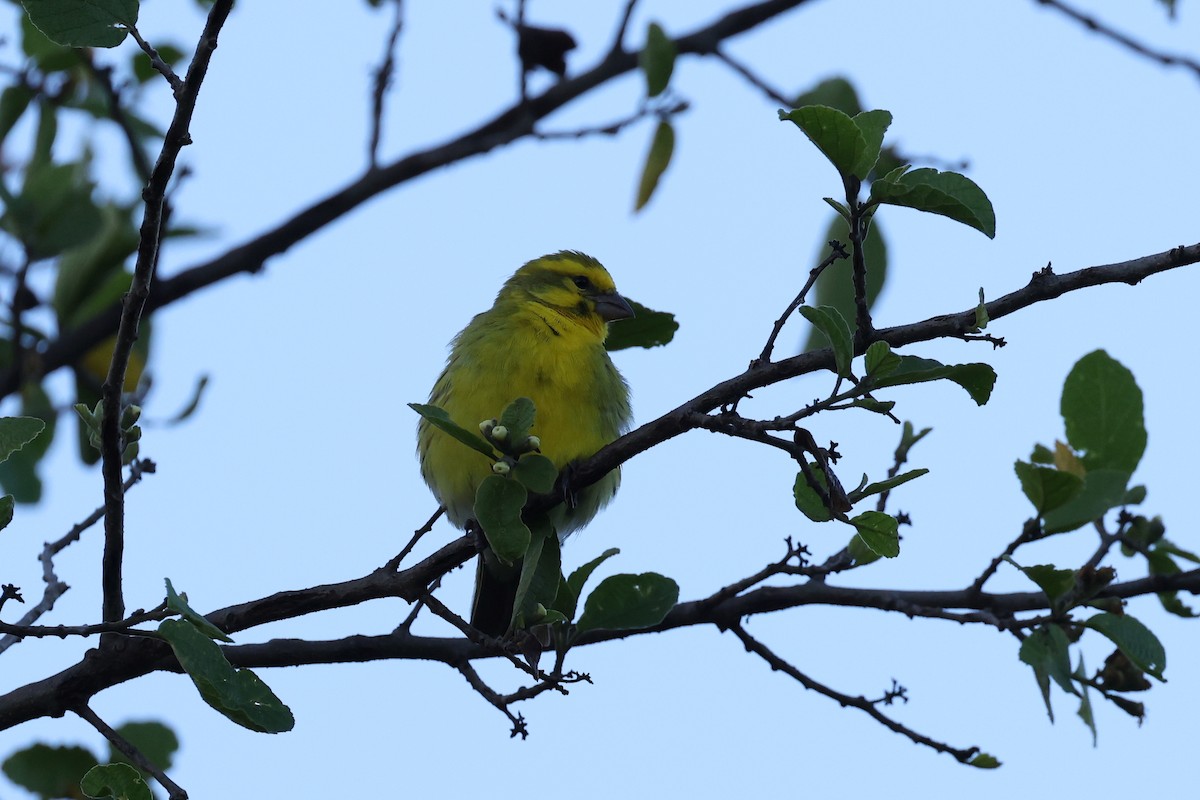 White-bellied Canary - ML620146486