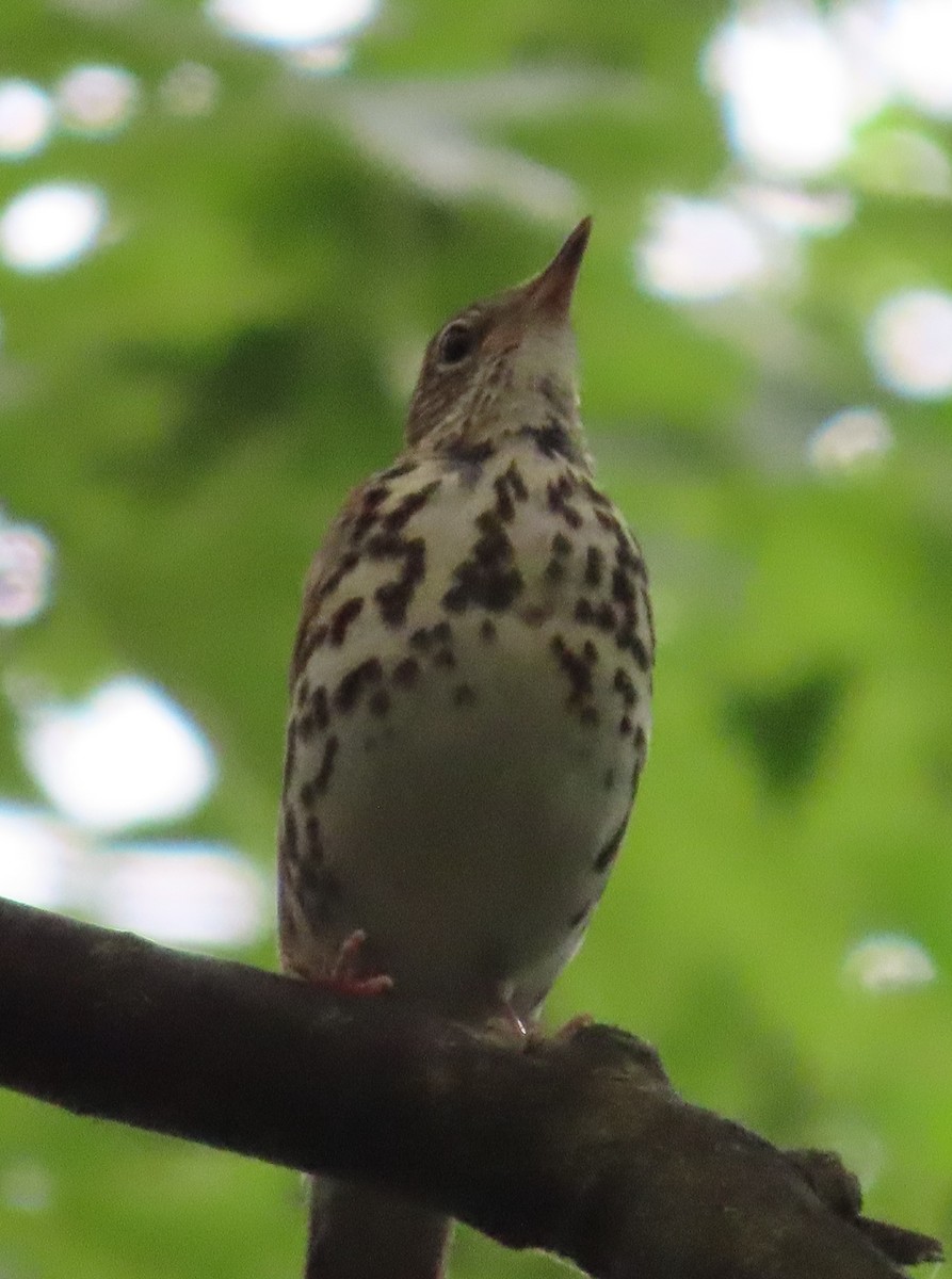 Wood Thrush - ML620146526