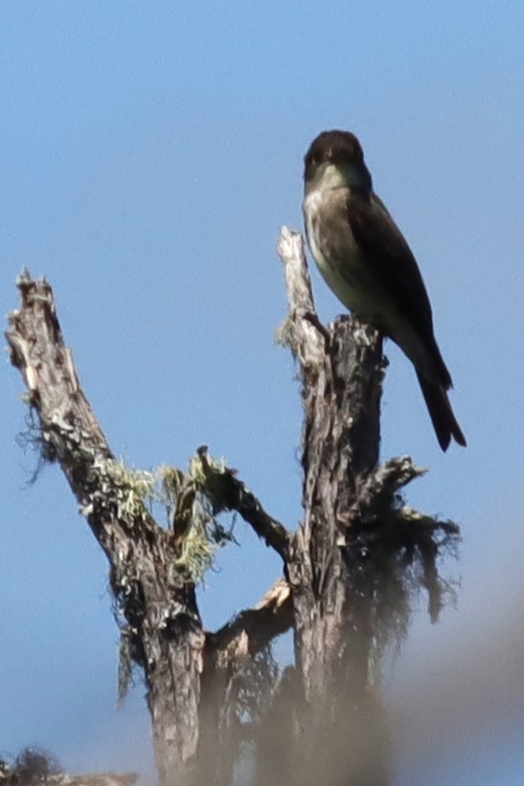Olive-sided Flycatcher - ML620146531