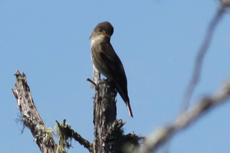Olive-sided Flycatcher - ML620146532