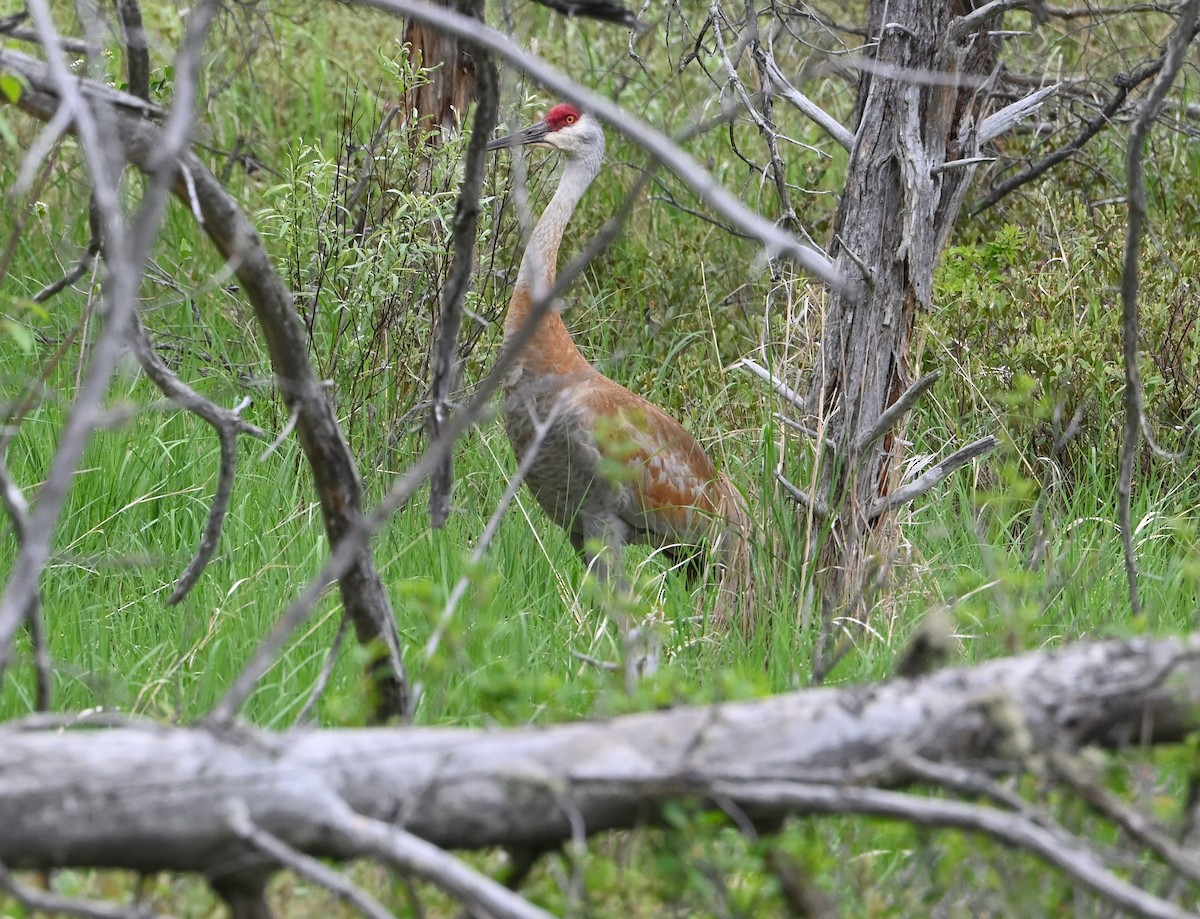 Sandhill Crane - ML620146536