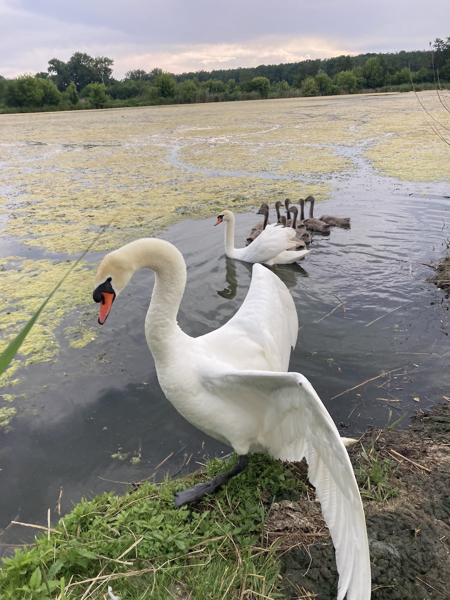 Cygne tuberculé - ML620146539