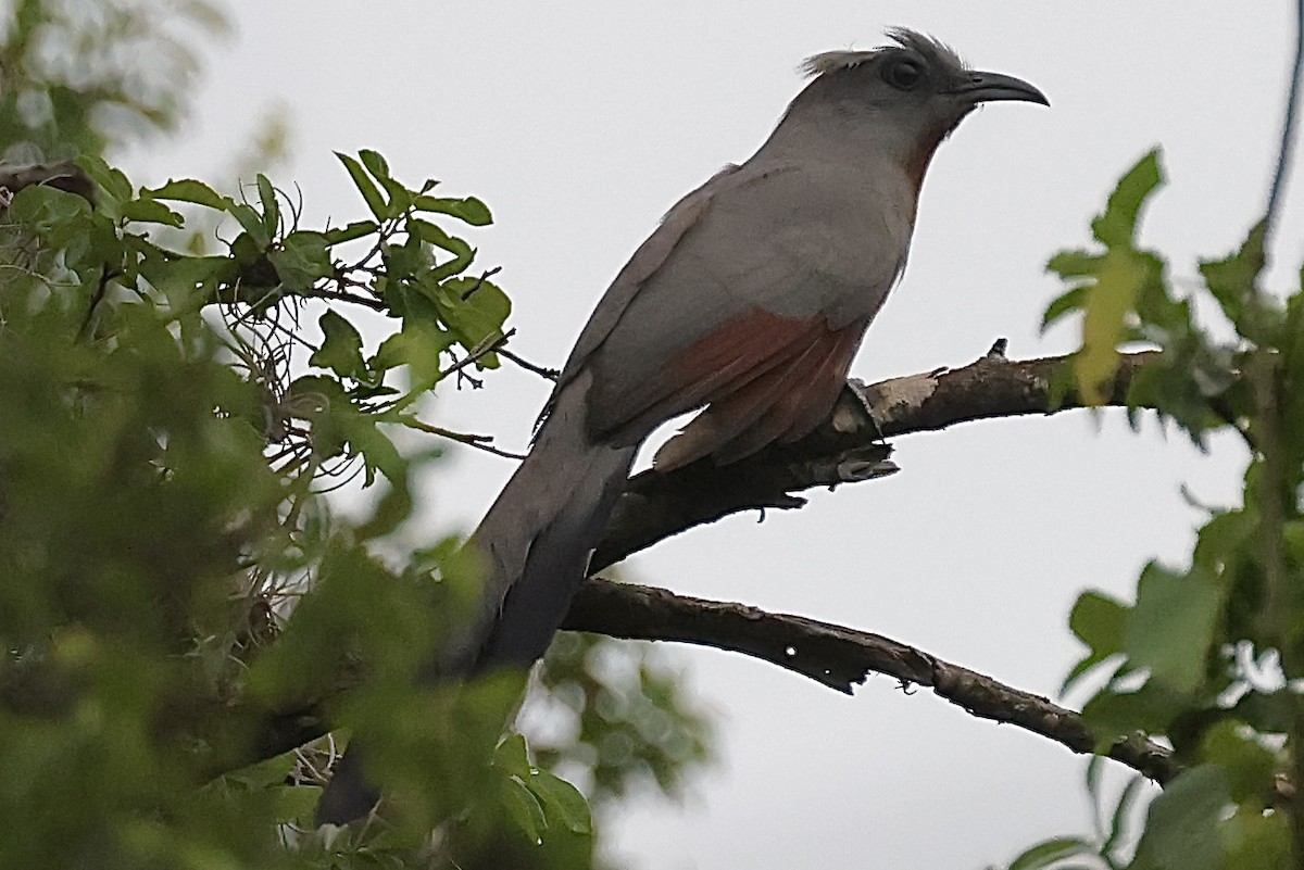 Bay-breasted Cuckoo - ML620146540