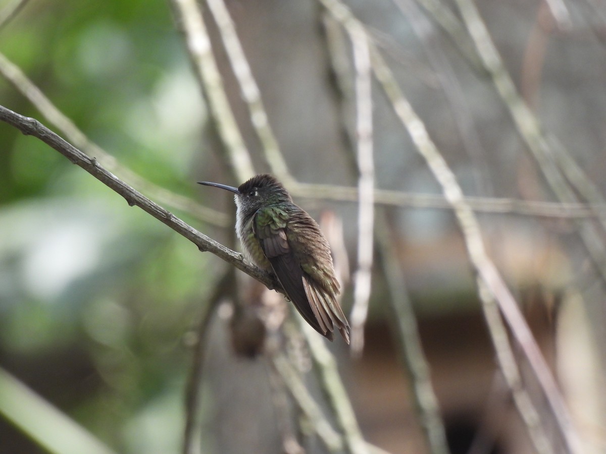 Azure-crowned Hummingbird - ML620146546