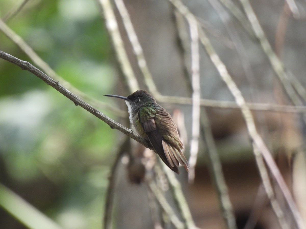 Azure-crowned Hummingbird - ML620146547