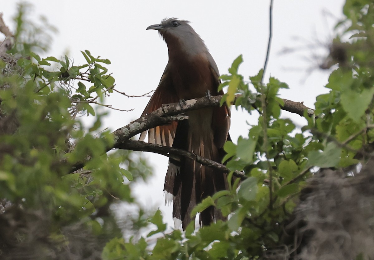 Bay-breasted Cuckoo - ML620146549