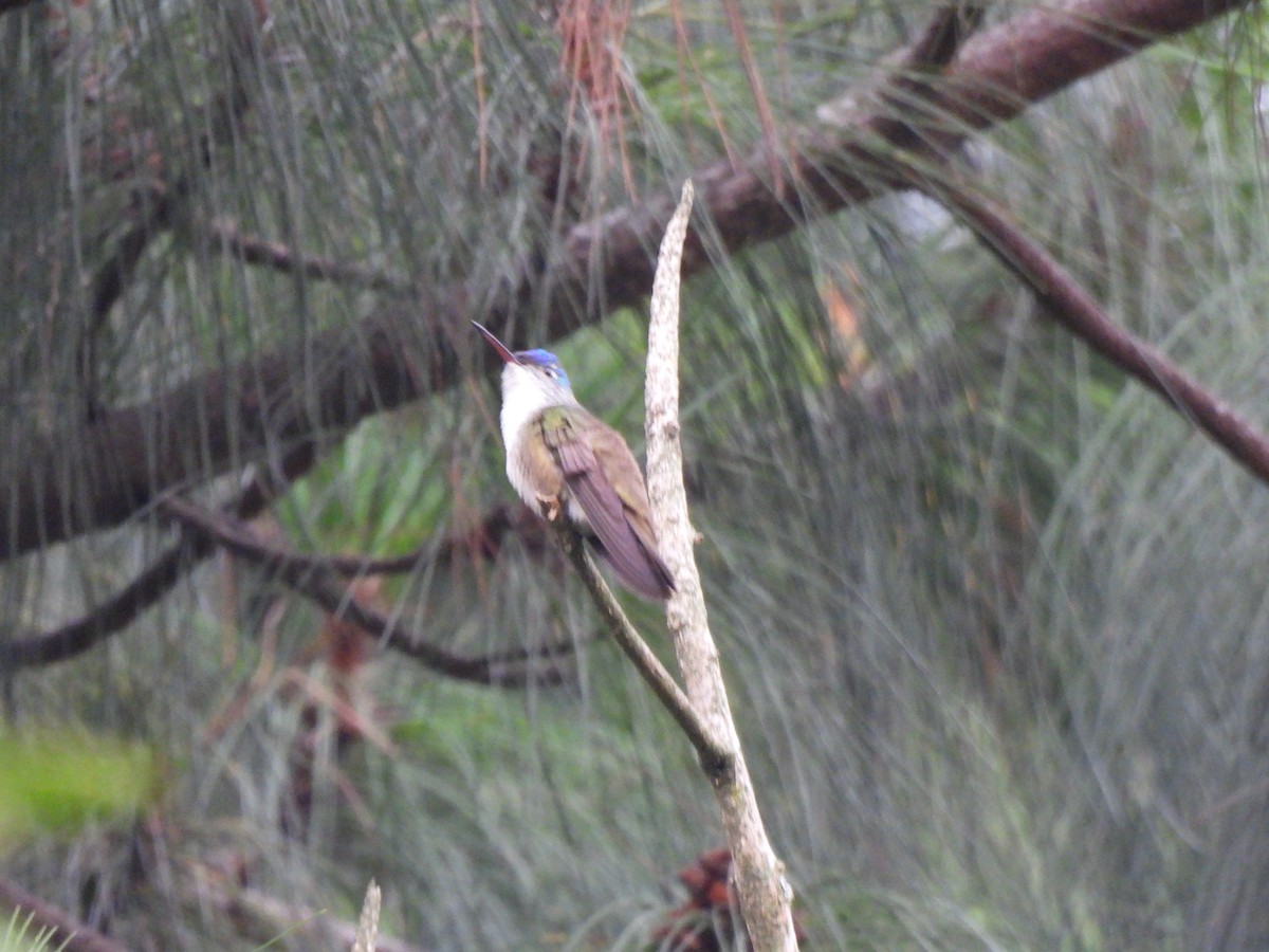 kolibřík azurovotemenný - ML620146552