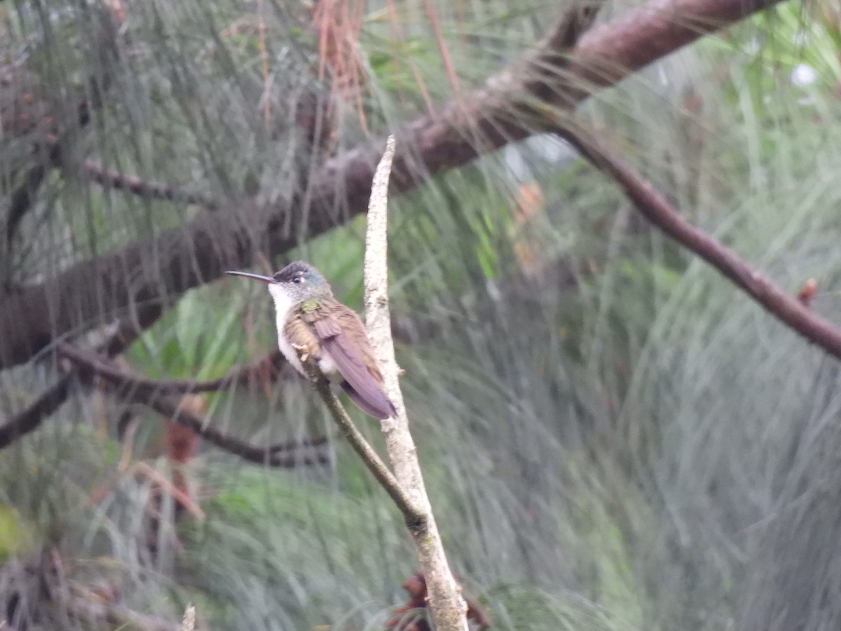 Azure-crowned Hummingbird - ML620146553