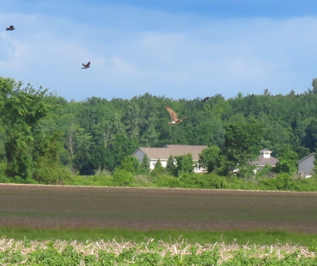 Northern Harrier - ML620146554