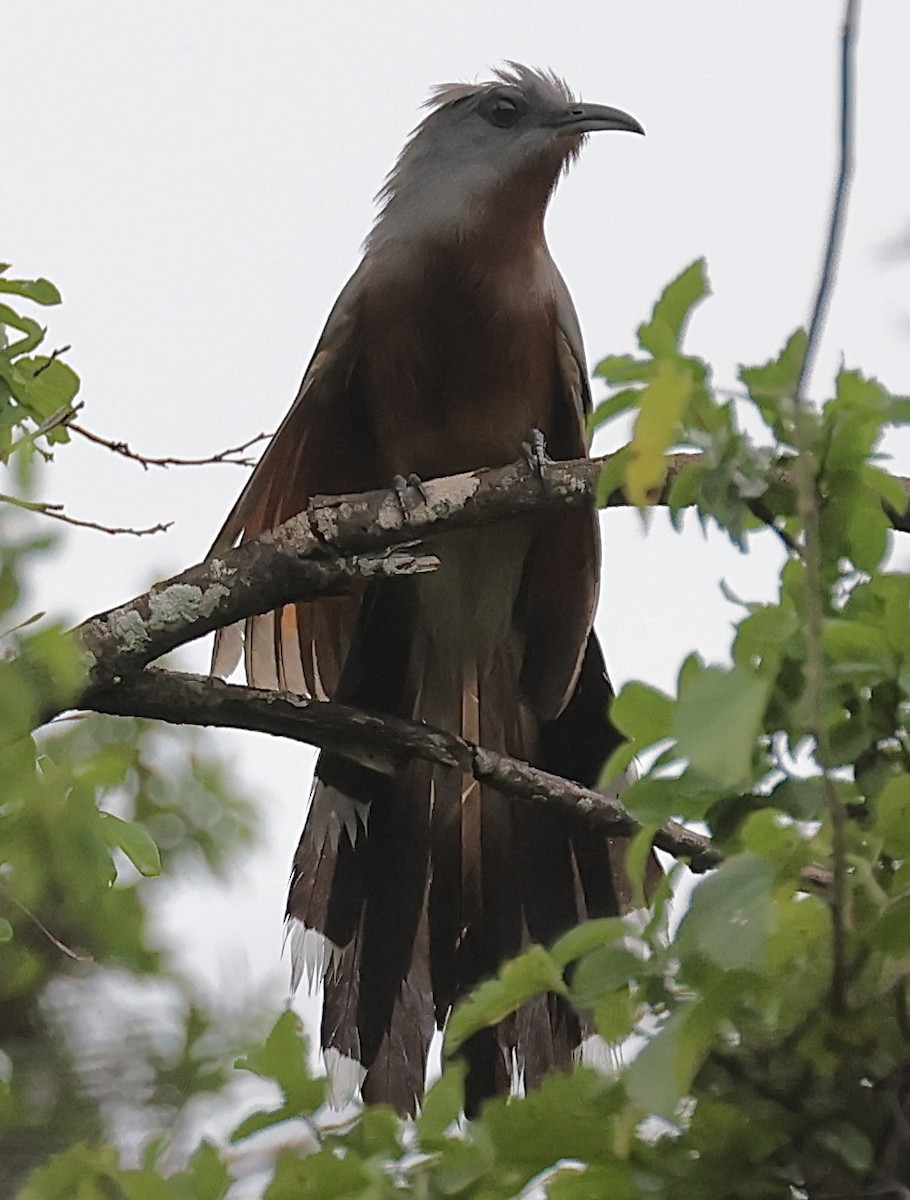 Bay-breasted Cuckoo - ML620146555