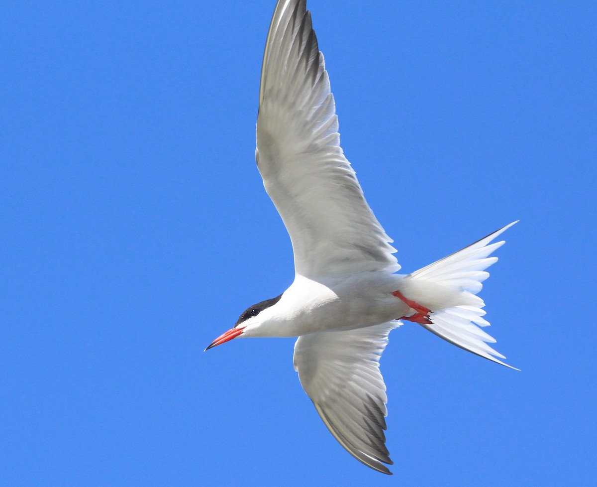 Common Tern - ML620146556