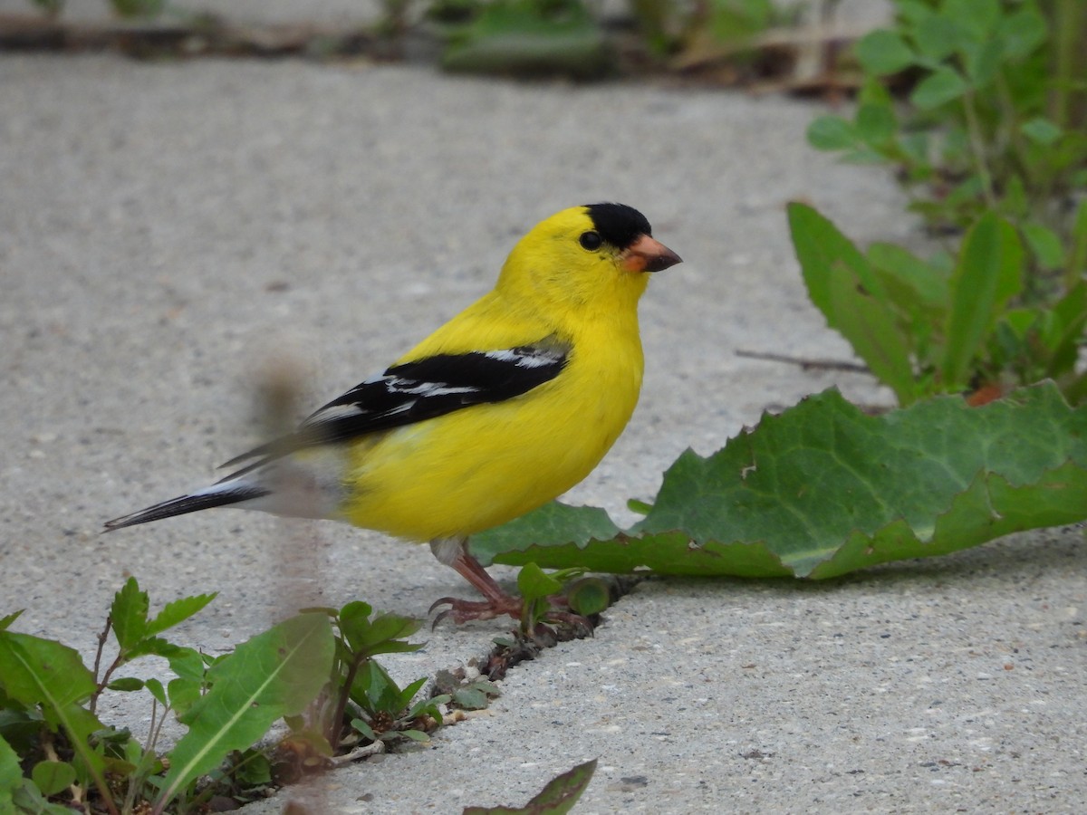 American Goldfinch - ML620146557