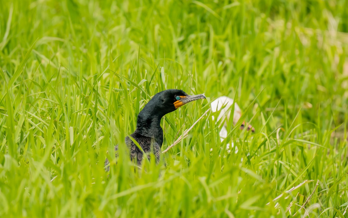 Double-crested Cormorant - ML620146574