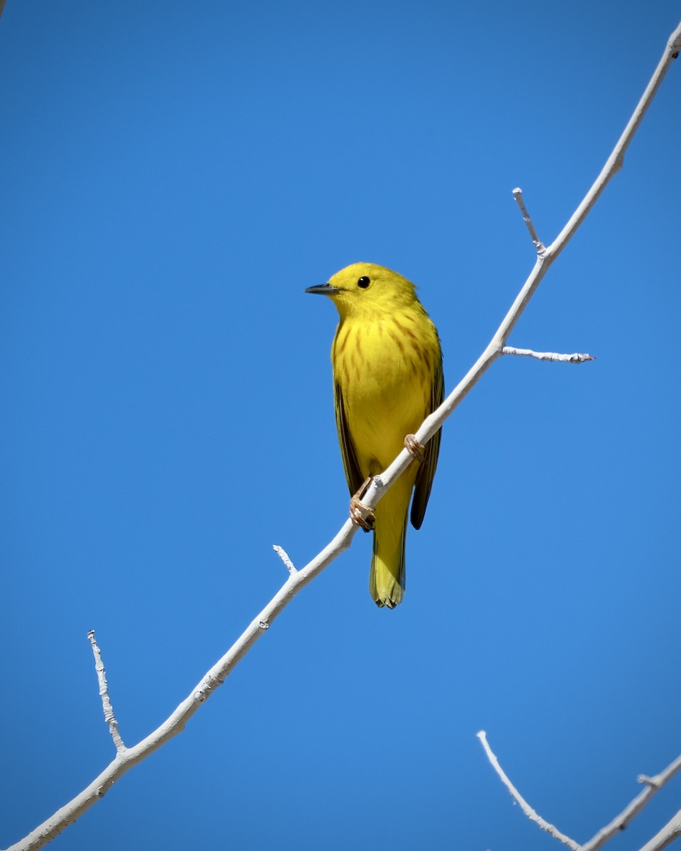 Yellow Warbler - ML620146579
