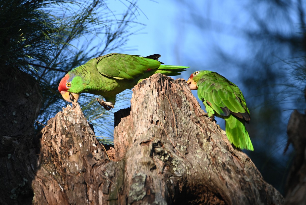 Red-crowned Parrot - ML620146581